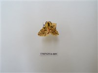 藏品(碎斑黃東燈蛾)的圖片